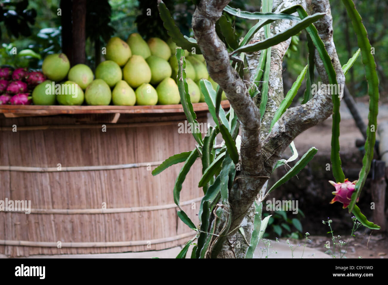 Kokos-Frucht-Sternfrucht und Sternfrucht Baum Stockfoto