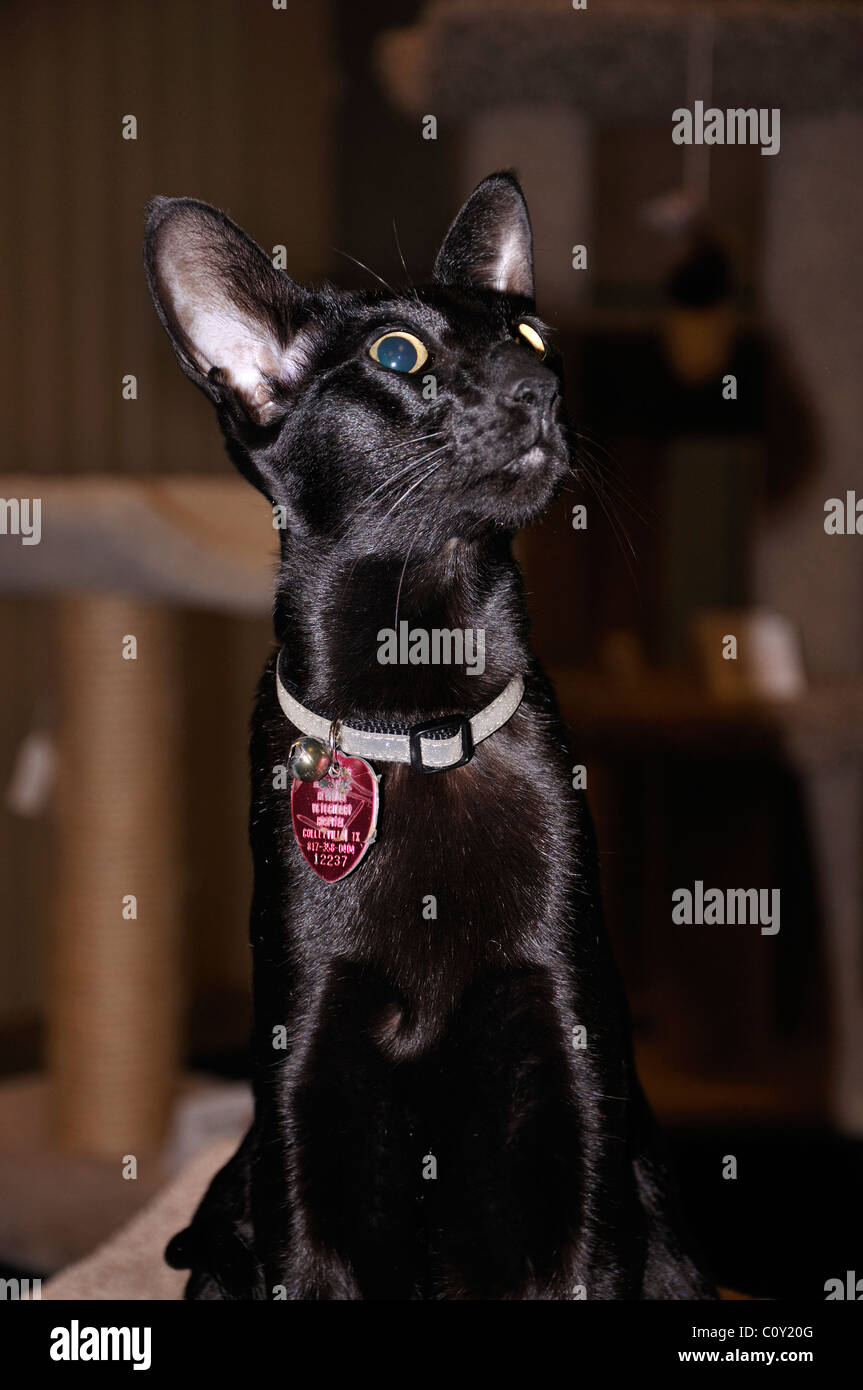 Schwarz Orientalisch Kurzhaar Katze - diese ist blind und hat seine Netzhaut fehlt Stockfoto