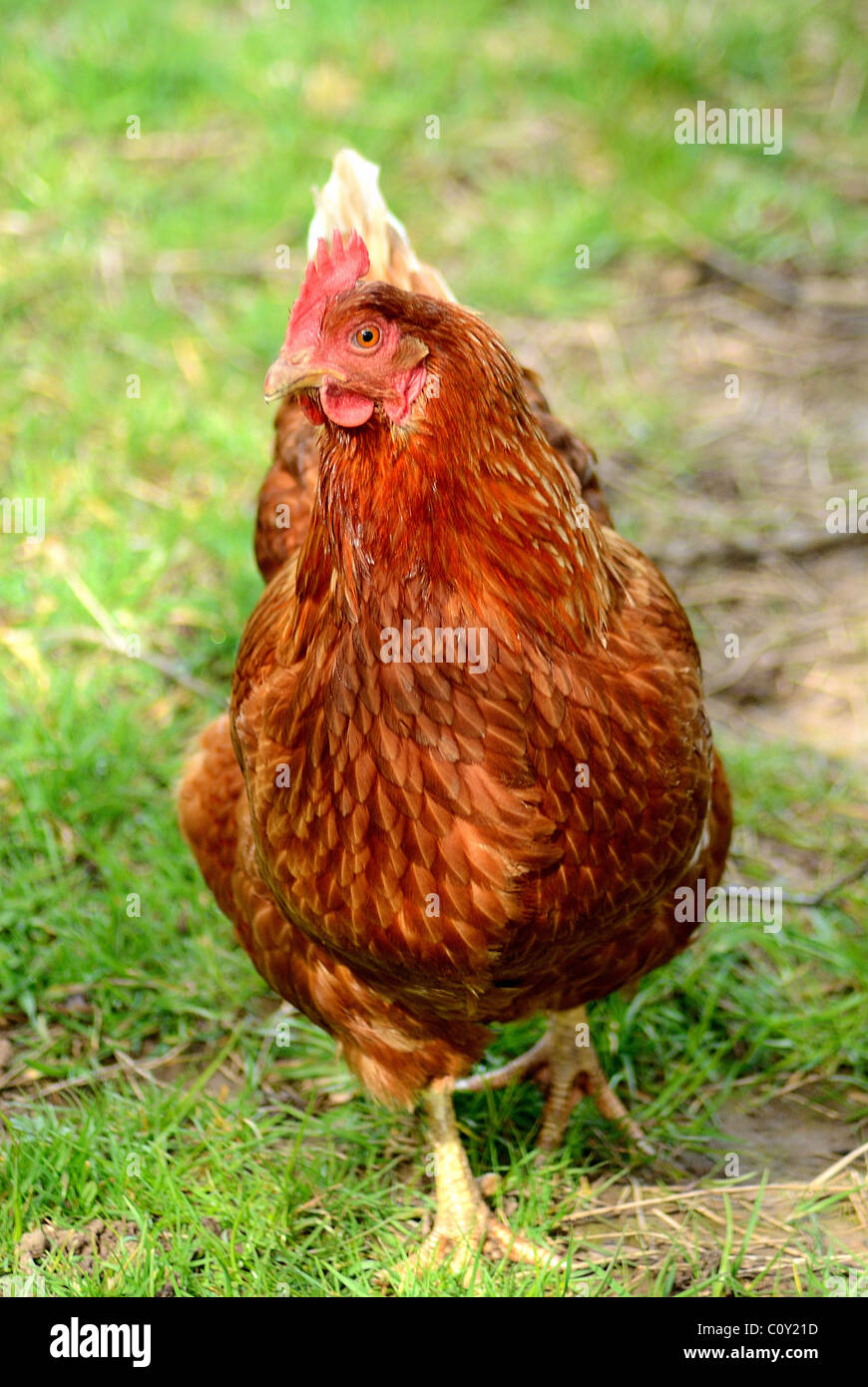 Ein einsamer einzigen singulären Roter Hahn Henne Hahn Huhn auf einem Bauern-Feld in Appleby in Westmoorland im Hochformat. Stockfoto