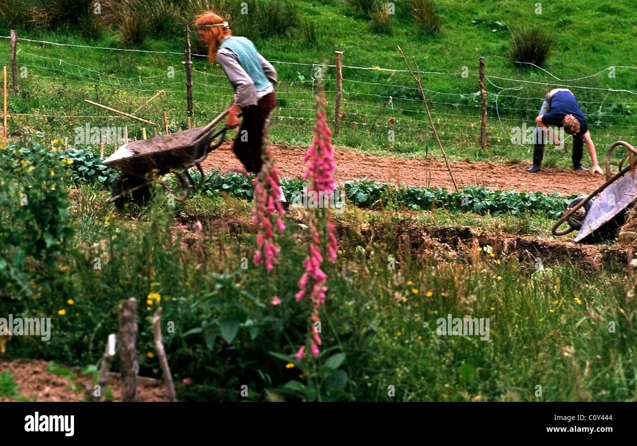 Mann schiebt Schubkarre im Gemeinschaftsgarten Männer Pflanzen Kartoffeln an und bauen Gemüse und Füchshandschuhe auf einer ländlichen Hippie-Landgemeinde aus dem Jahr 1970s in Carmarthenshire West Wales, Großbritannien an 1977 KATHY DEWITT Stockfoto