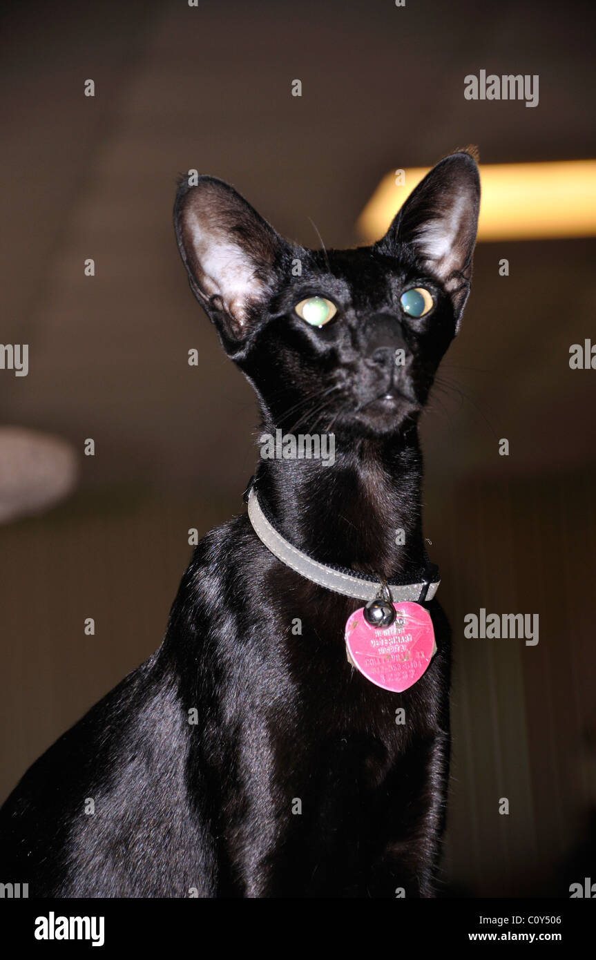 Schwarz Orientalisch Kurzhaar Katze - diese ist blind und hat seine Netzhaut fehlt Stockfoto