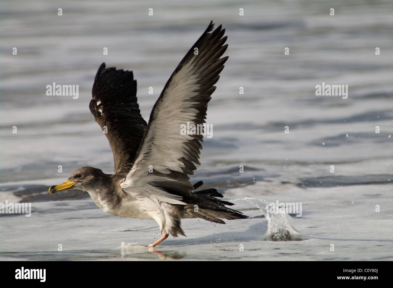 Cory’s Shearwater (Calonectris diomedea borealis) gleitet über die Ozeanoberfläche auf den Azoren. Stockfoto