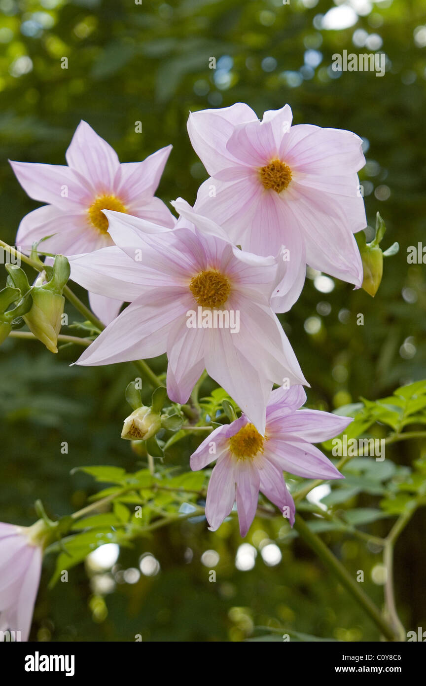 ROSA BLÜHENDER GLOCKENBAUM ODER BAMBUSBAUM DAHLIEN (DAHLIA IMPERIALIS) ADELAIDE, SOUTH AUSTRALIA. Stockfoto