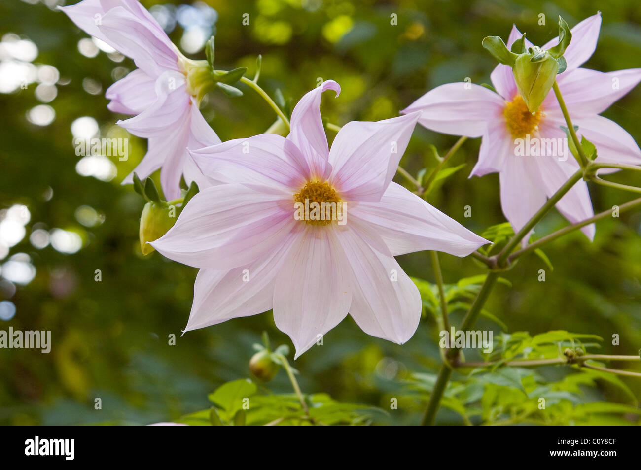 NAHAUFNAHME DER ROSAFARBENEN BLÜTEN EINES GLOCKENBAUMS ODER BAMBUSDAHLIEN (DAHLIA IMPERIALIS) ADELAIDE, SOUTH AUSTRALIA. Stockfoto