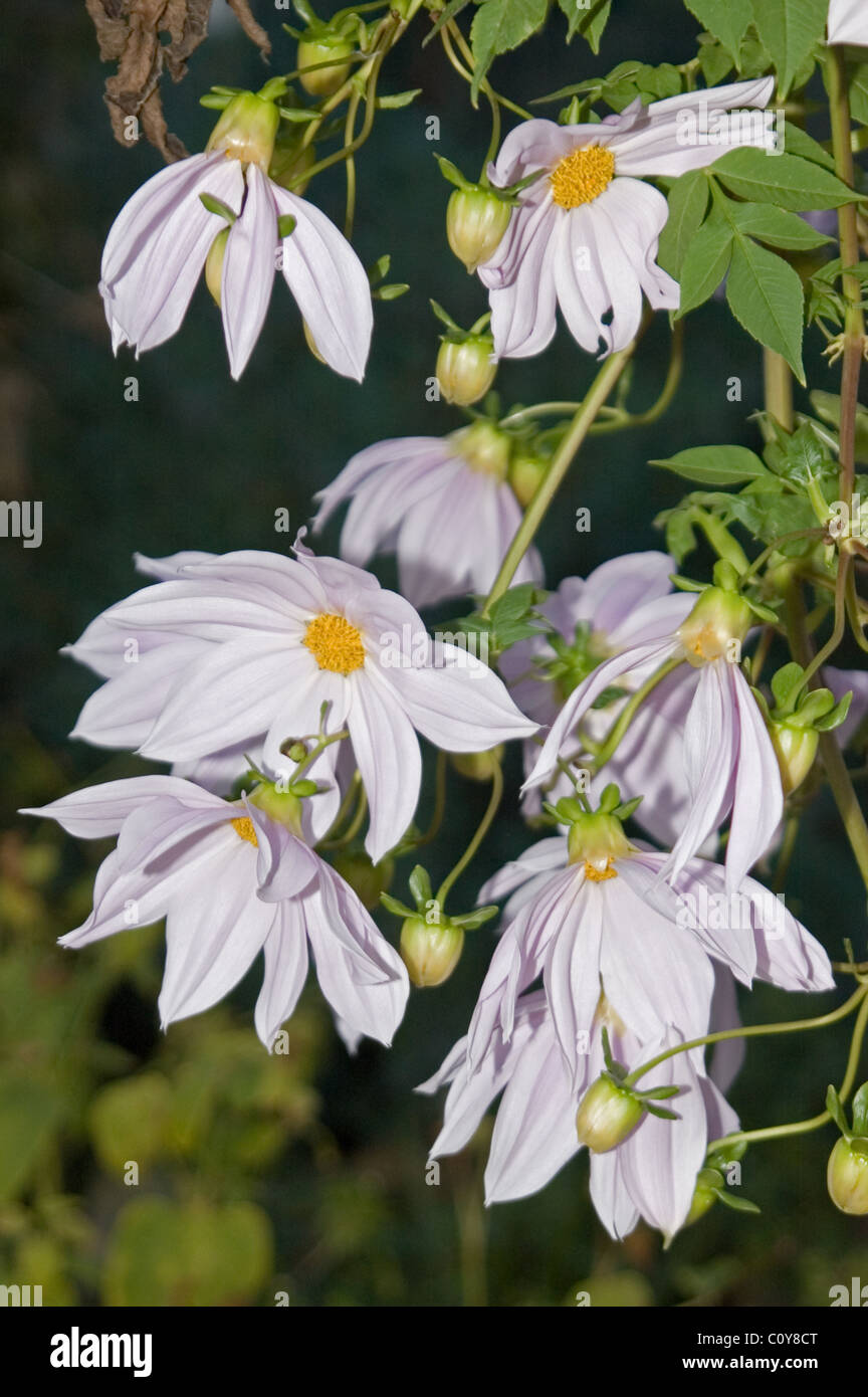WEISS BLÜHENDE GLOCKENBÄUME ODER BAMBUSBÄUME DAHLIEN (DAHLIA IMPERIALIS) ADELAIDE, SOUTH AUSTRALIA. Stockfoto
