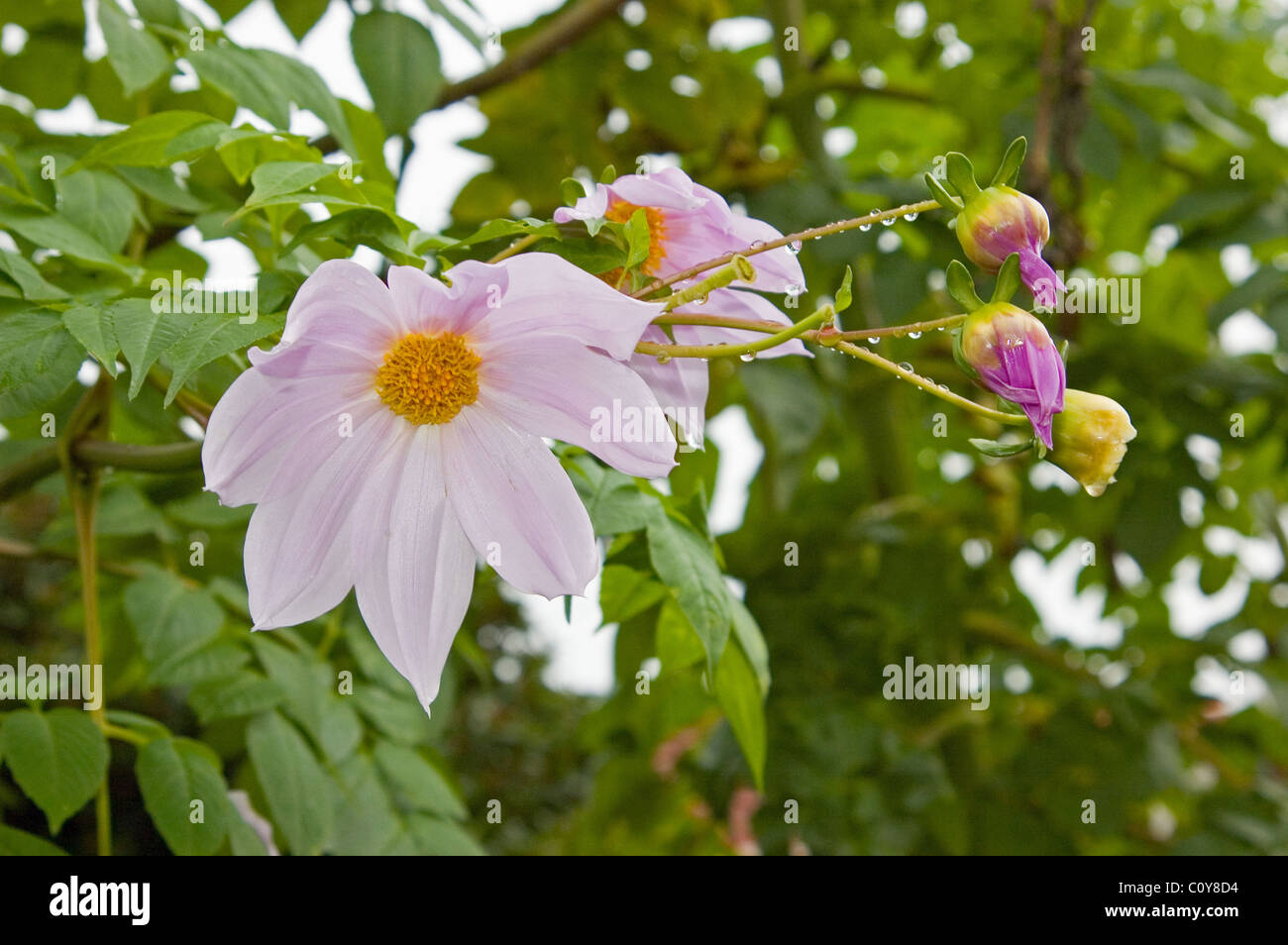 NAHAUFNAHME DER ROSAFARBENEN BLÜTEN EINES GLOCKENBAUMS ODER BAMBUSDAHLIEN (DAHLIA IMPERIALIS) ADELAIDE, SOUTH AUSTRALIA. Stockfoto
