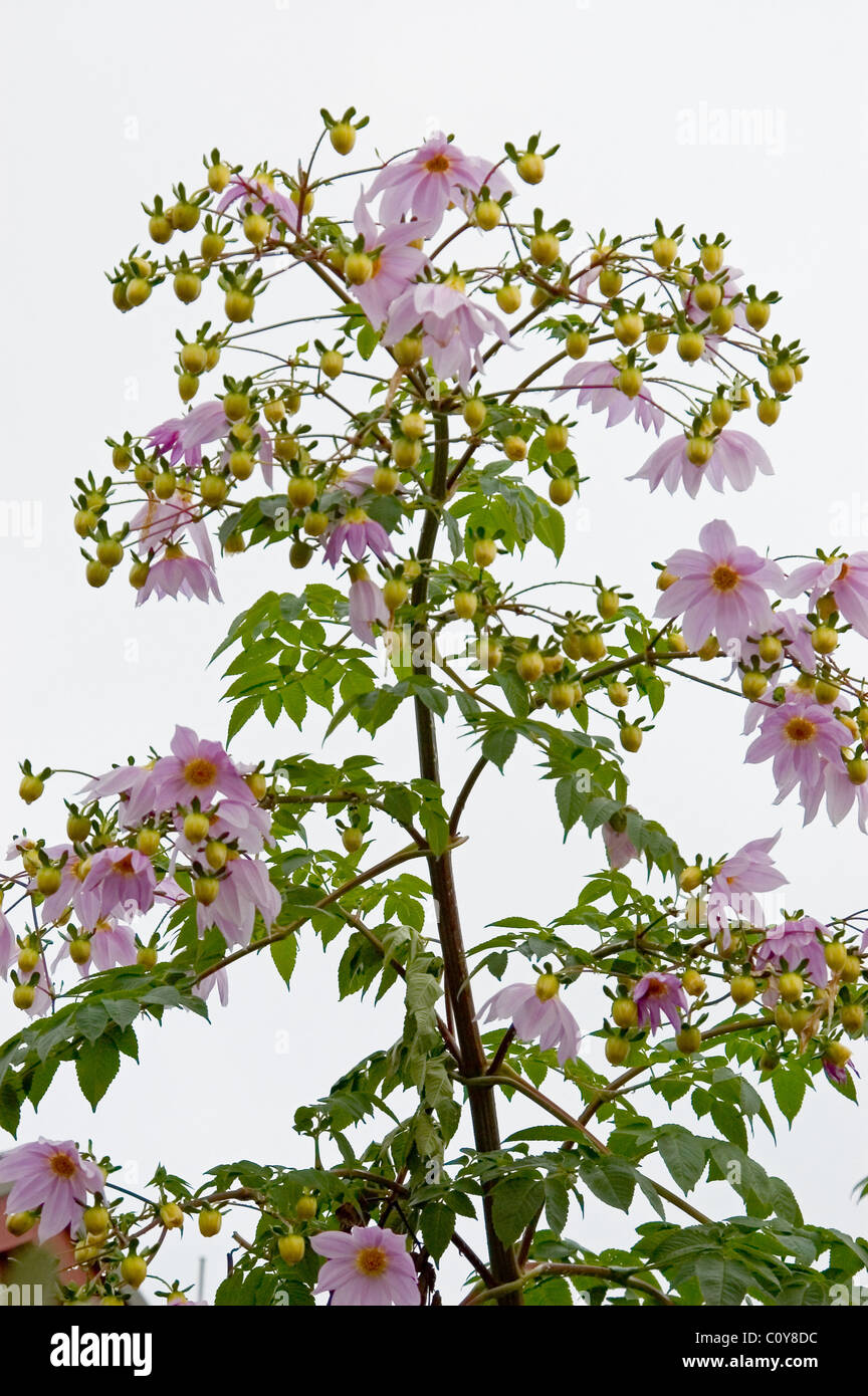 DAHLIA IMPERIALIS, BEKANNT ALS BAUMDAHLIEN ODER GLOCKENDAHLIEN, HIER IN BLÜTE VOR WEISSEM HINTERGRUND, NEW SOUTH WALES, AUSTRALIEN. Stockfoto