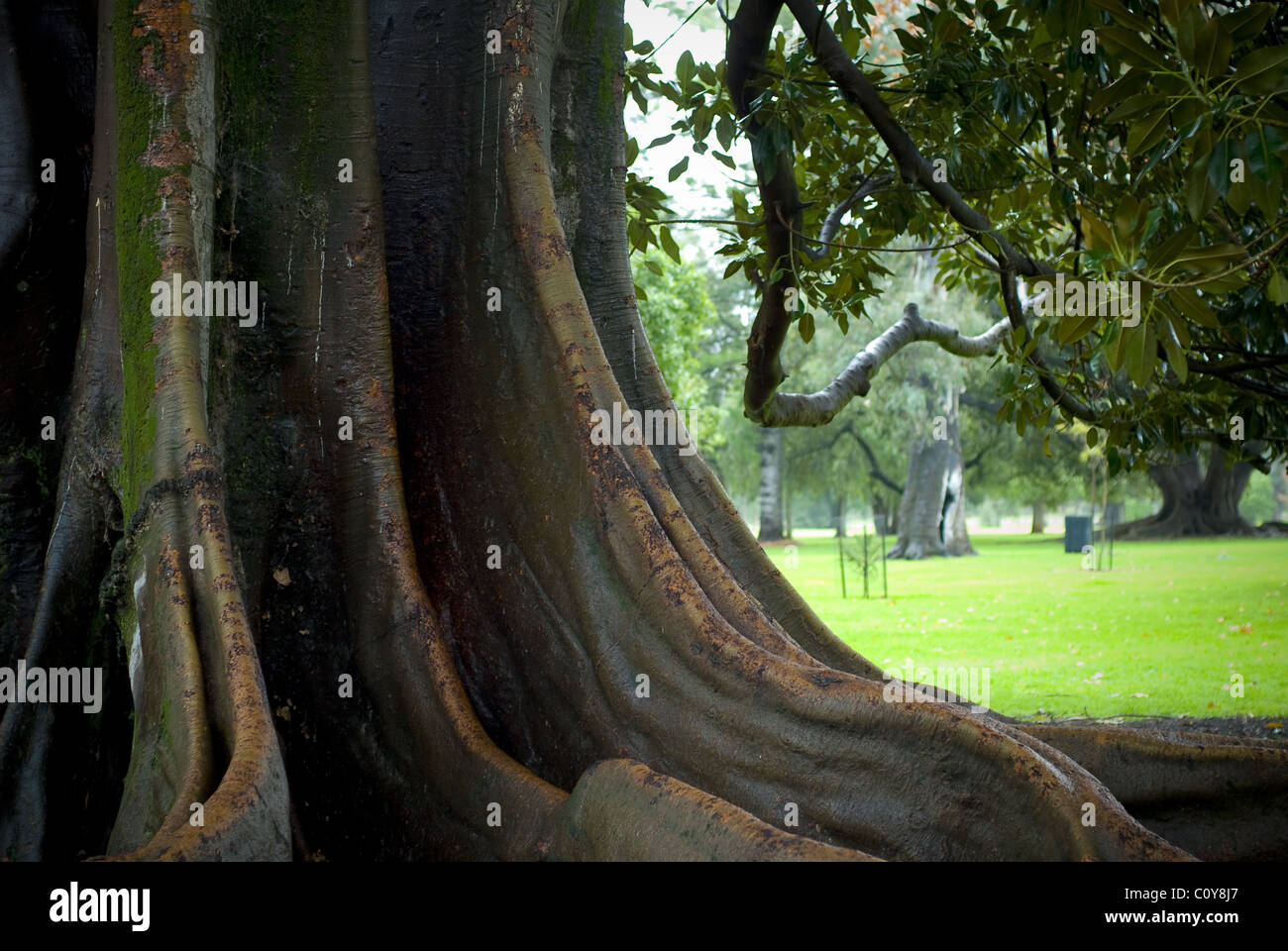 Root System der Moreton Bay Feigenbaum (Ficus) Adelaide Parkanlage, South Australia. Stockfoto