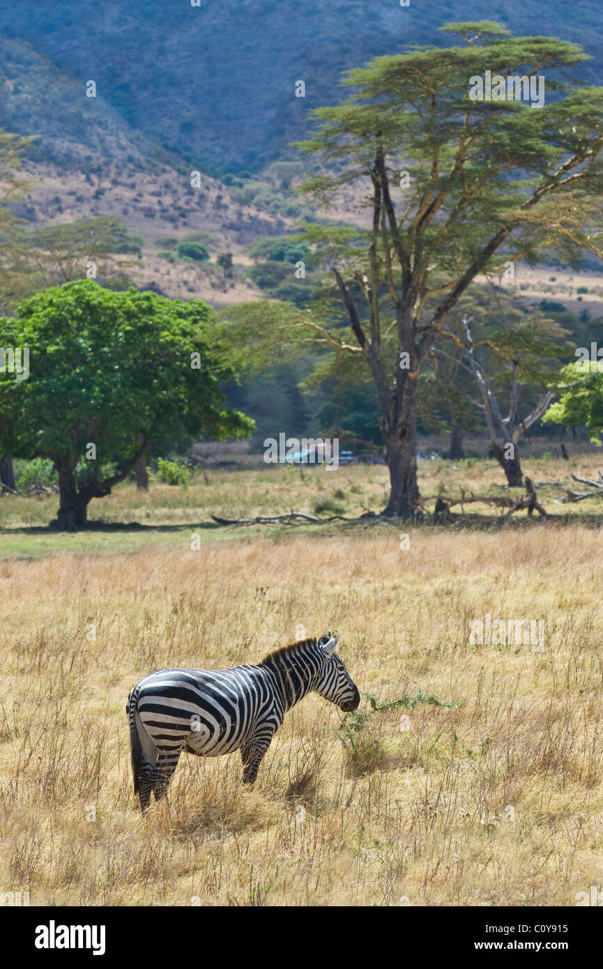 Burchell Zebra, Equus Burchelli Ngorongoro Krater Tansania Stockfoto