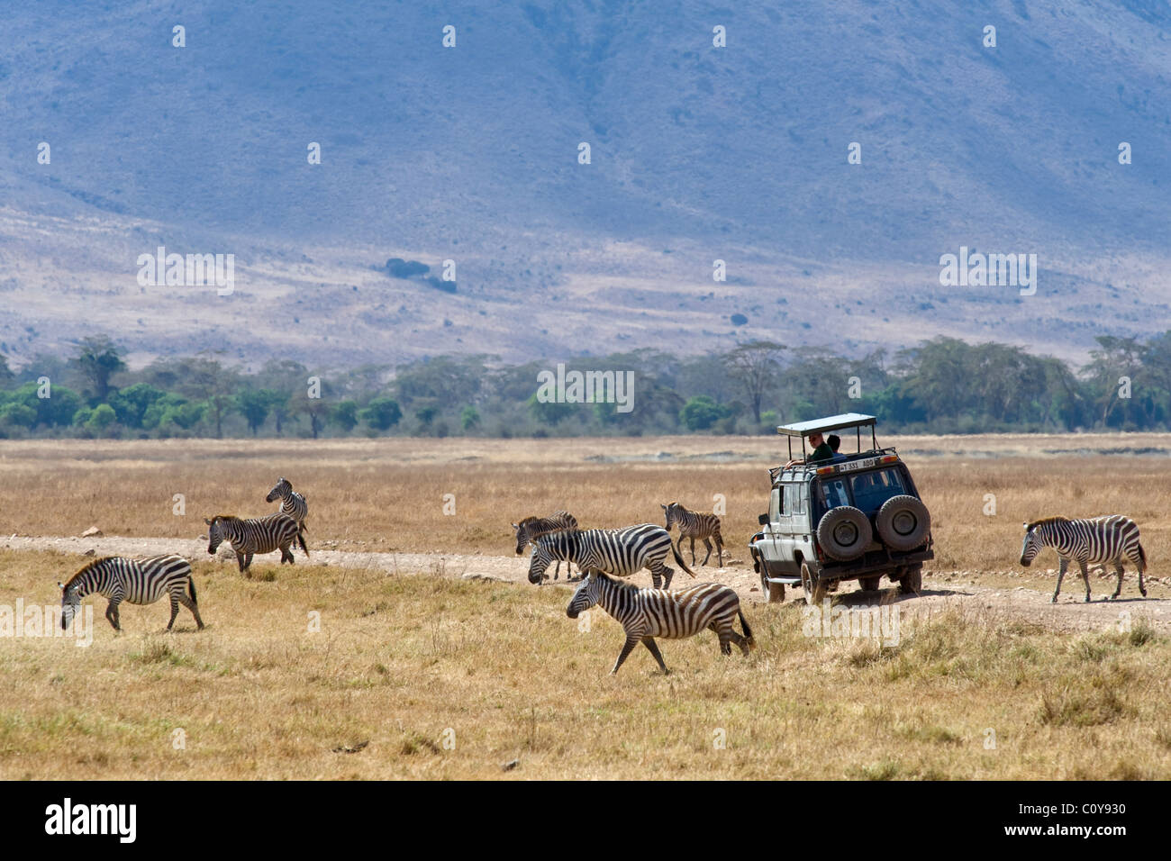 Touristen auf ein Spiel treiben beobachten Burchell-Zebras, Equus Burchelli Ngorongoro Krater Tansania Stockfoto