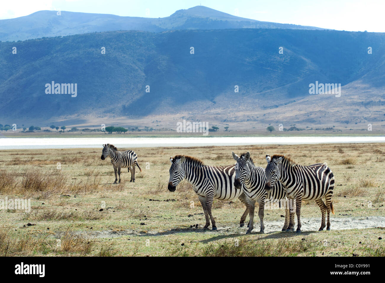 Burchell Zebras, Equus Burchelli Ngorongoro Krater Tansania Stockfoto