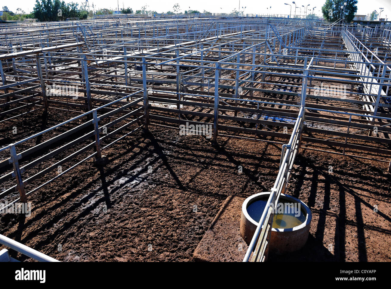 Ausdehnung der Gehwege und leere Rinder yards Gemusterten, Roma Vieh Yards, Queensland, Australien. Roma ist eine Stadt in der Region Maranoa von Queensland. Stockfoto