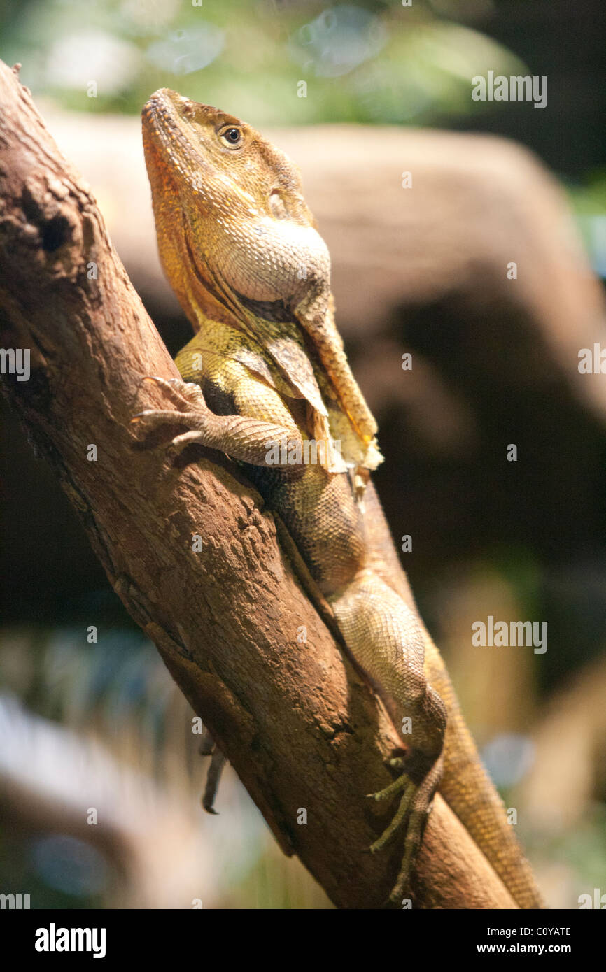Australische Frilled Neck Lizard (Chlamydosaurus Kingii) auch bekannt als Frilled Drache klammerte sich an Zweig Stockfoto