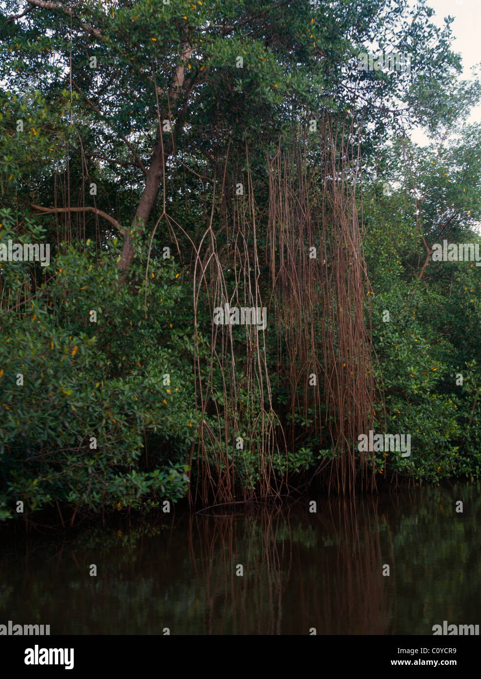 Caroni Sumpf Trinidad Mangroven Stockfoto