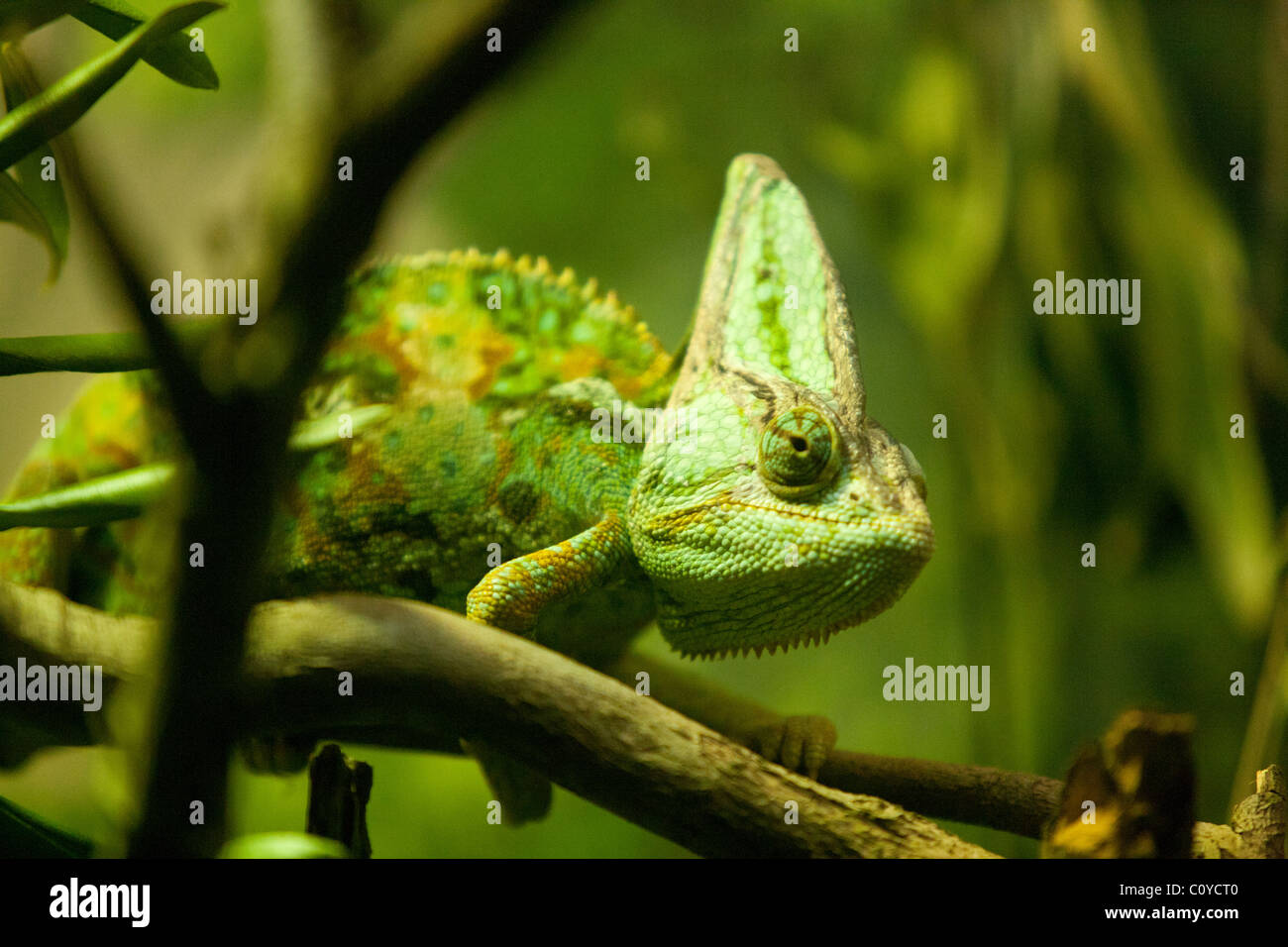 Jemenchamäleon, Chamaeleo Calyptratus (aka Jemen Chamäleon) am Zweig. Stockfoto