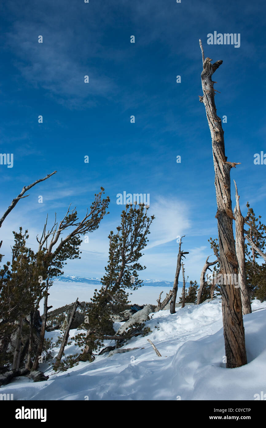 Totholz in Lake tahoe Stockfoto