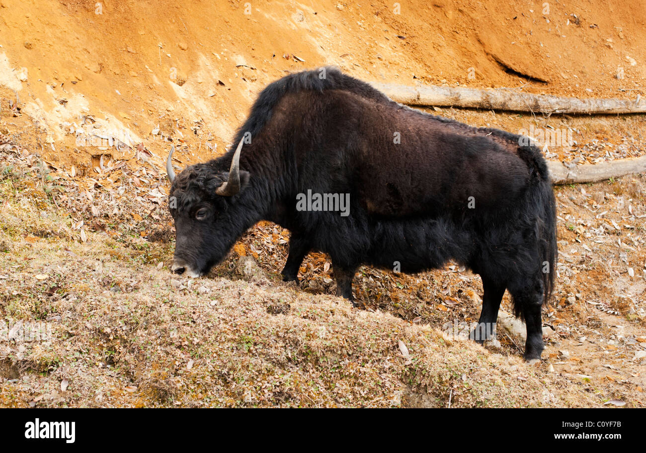 Jak Beweidung im Hochland von Bhutan Stockfoto