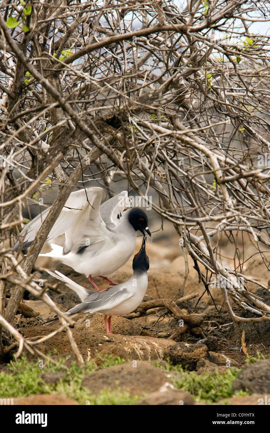 Zinnenkranz Möwen - North Seymour (Seymour Norte) - Galapagos-Inseln, Ecuador Stockfoto