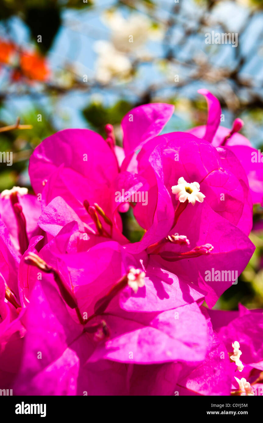 Lila Krokus Blume Detail in einem Ligh Busch Stockfoto