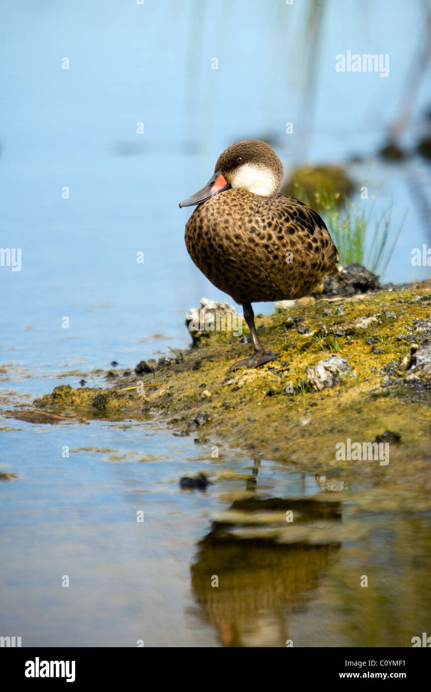 Weiße-cheeked Pintail Duck - Santa Cruz Insel - Galapagos-Inseln, Ecuador Stockfoto