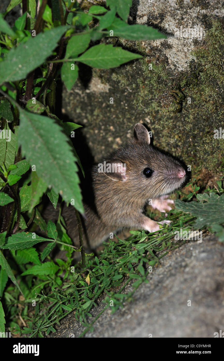 Juvenile braune Ratte (Rattus Norvegicus) versteckt in der Vegetation entlang der Wand Stockfoto
