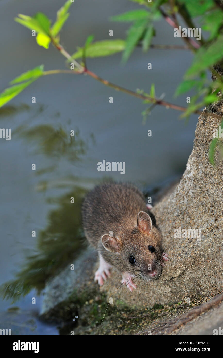 Juvenile braune Ratte (Rattus Norvegicus) am Wasserrand entlang Kanal Stockfoto