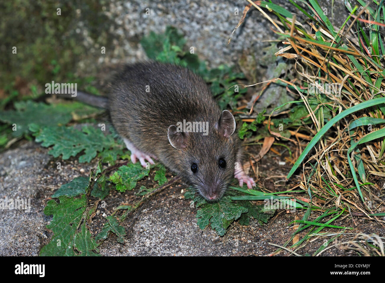 Juvenile braune Ratte (Rattus Norvegicus) Stockfoto