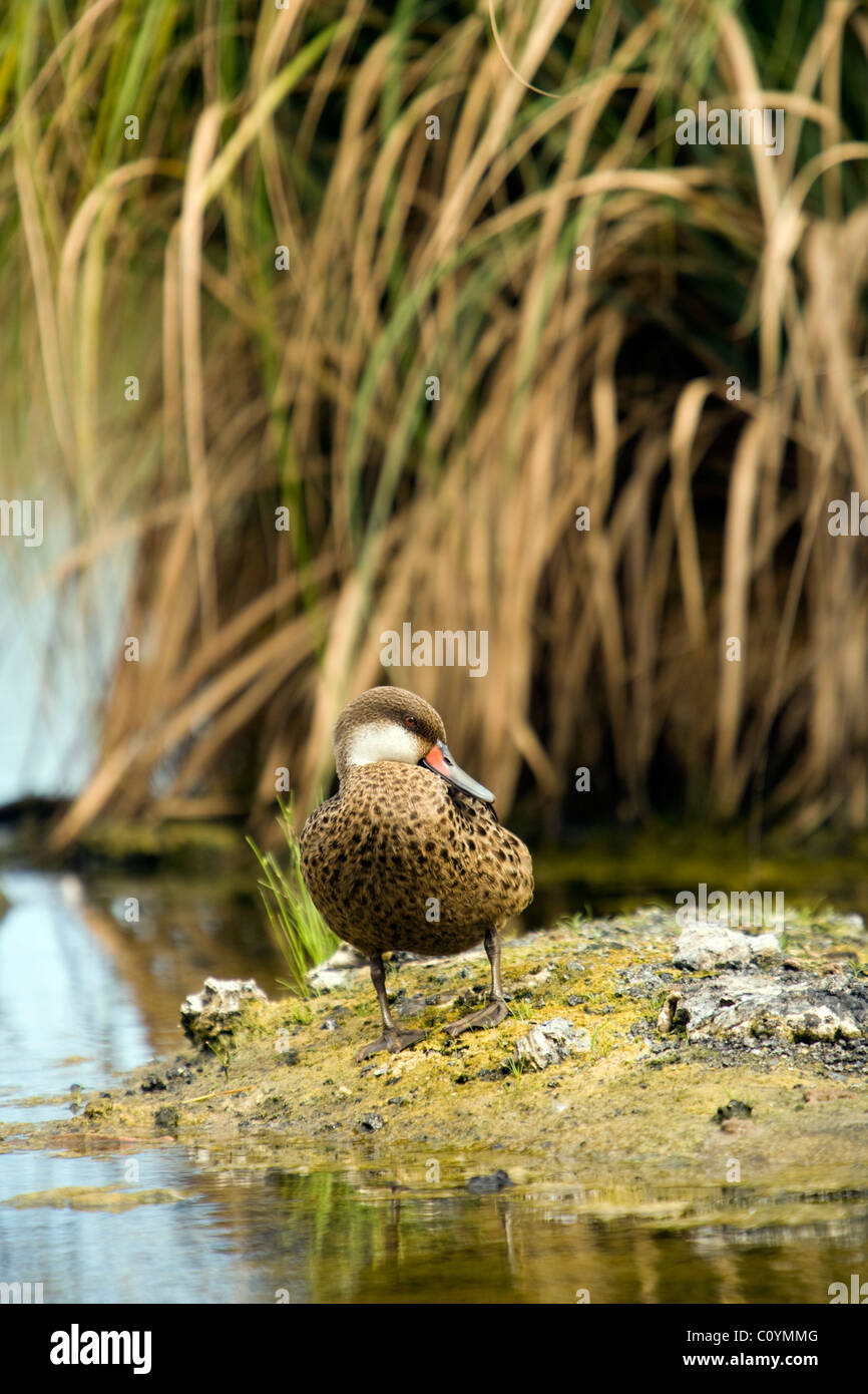 Weiße-cheeked Pintail Duck - Santa Cruz Insel - Galapagos-Inseln, Ecuador Stockfoto