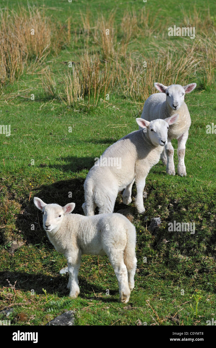 Cheviot Schafe (Ovis Aries) Lämmer im Feld in den schottischen Highlands, Schottland, UK Stockfoto