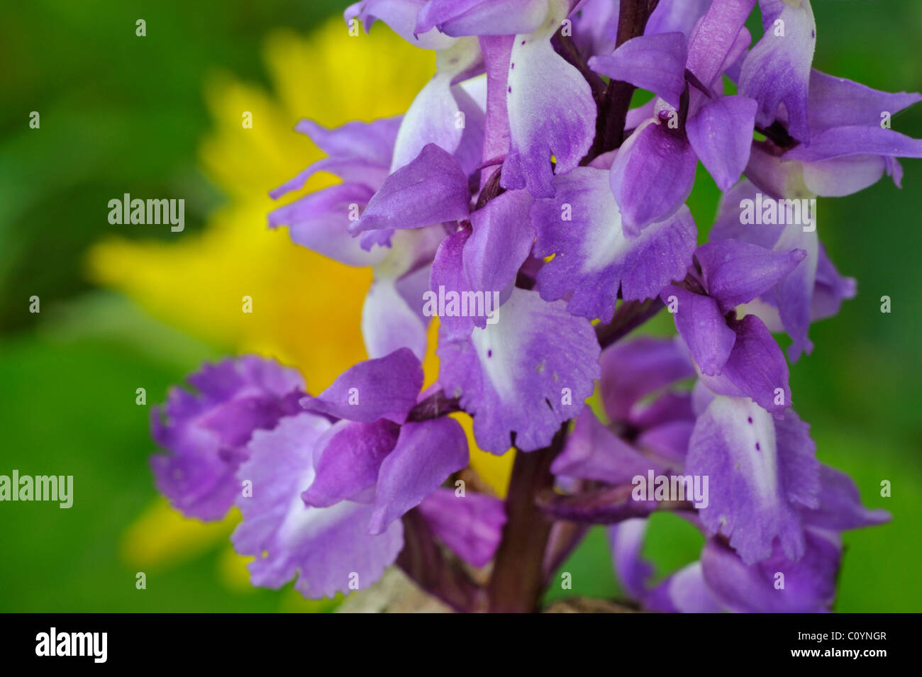 Frühe lila Orchidee Blume (Orchis Mascula) close-up, Belgien Stockfoto