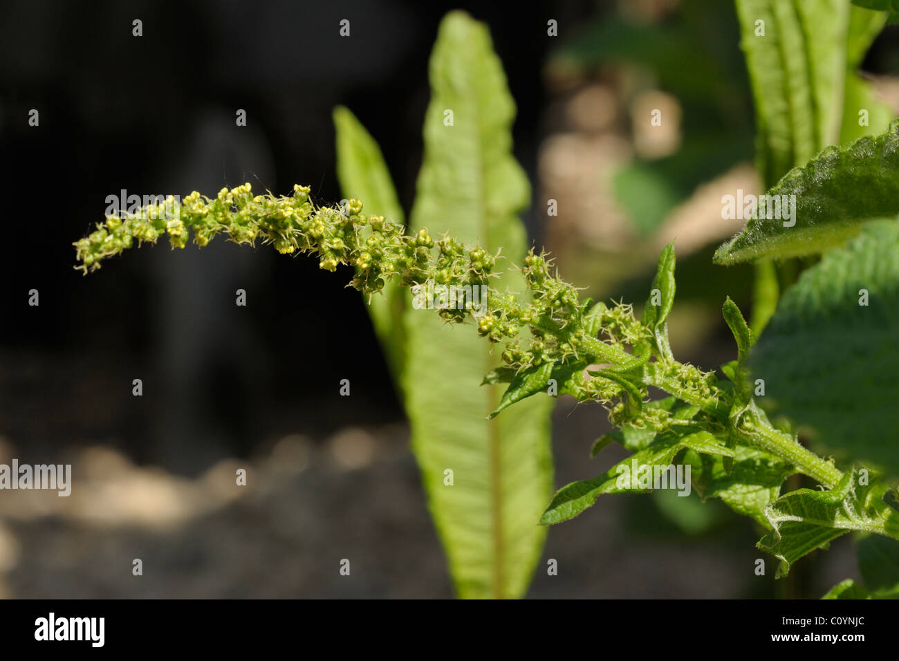 Guter Heinrich, Chenopodium Bonus-henricus Stockfoto