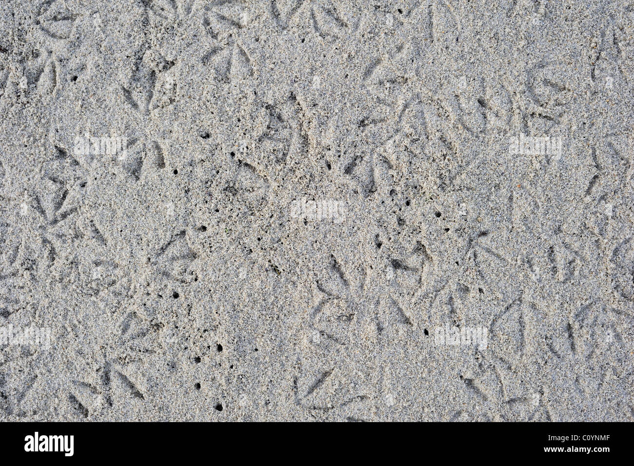 Spuren / Spuren der Möwen Jagd auf Strandflohkrebse / sand Flöhe (Talitridae) am Strand Stockfoto