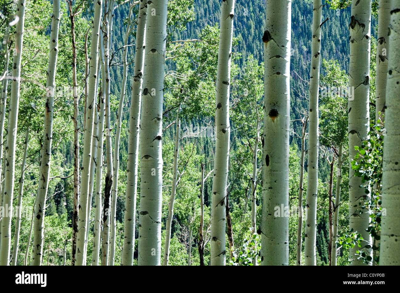 Aspen Bäume, Rinde, silbrig Birke, Amtsleitungen, Aspen, Colorado, USA Stockfoto