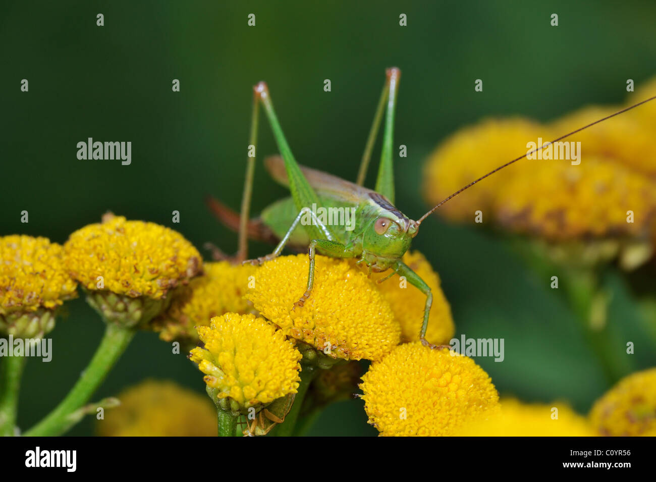 Lange-winged Conehead (Conocephalus Fuscus / verfärben) auf Rainfarn Blüten (Chrysanthemum Vulgare), Belgien Stockfoto