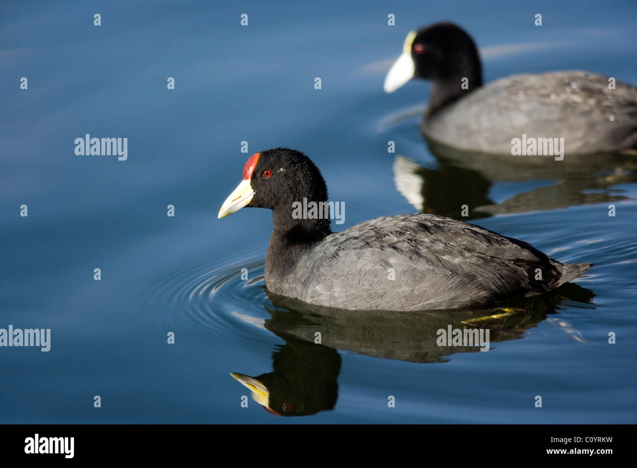 Schiefer-farbigen Blässhühner (Anden Coot) - San Pablo See - in der Nähe von Otavalo, Ecuador Stockfoto