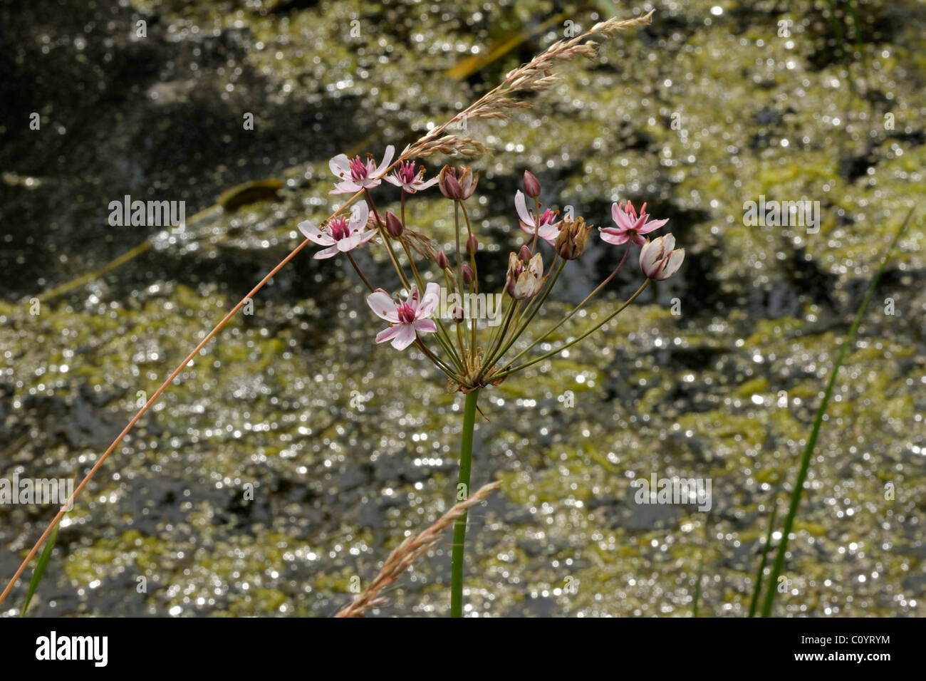 Blüte-Rush, Butomus umbellatus Stockfoto