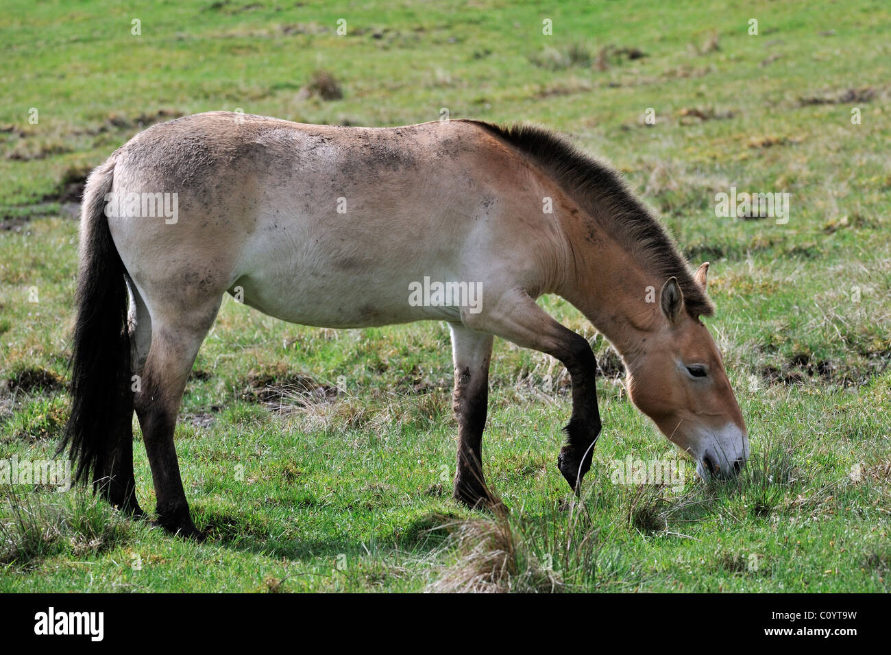 Przewalski-Pferd (Equus Ferus Przewalskii) Beweidung in Field, Schottland, UK Stockfoto