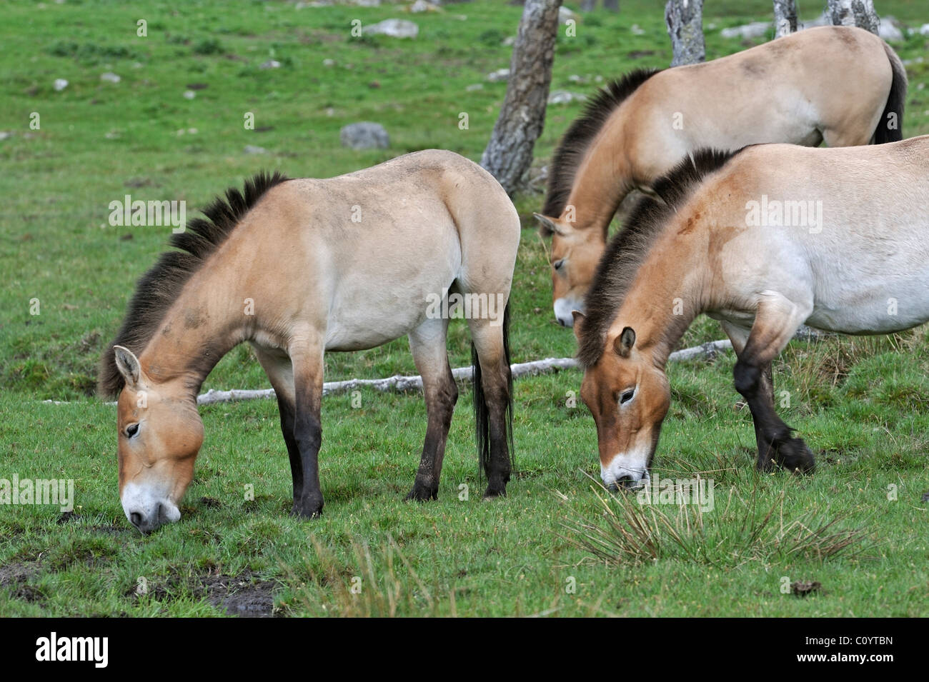 Przewalski Pferde (Equus Ferus Przewalskii) Beweidung in Field, Schottland, UK Stockfoto