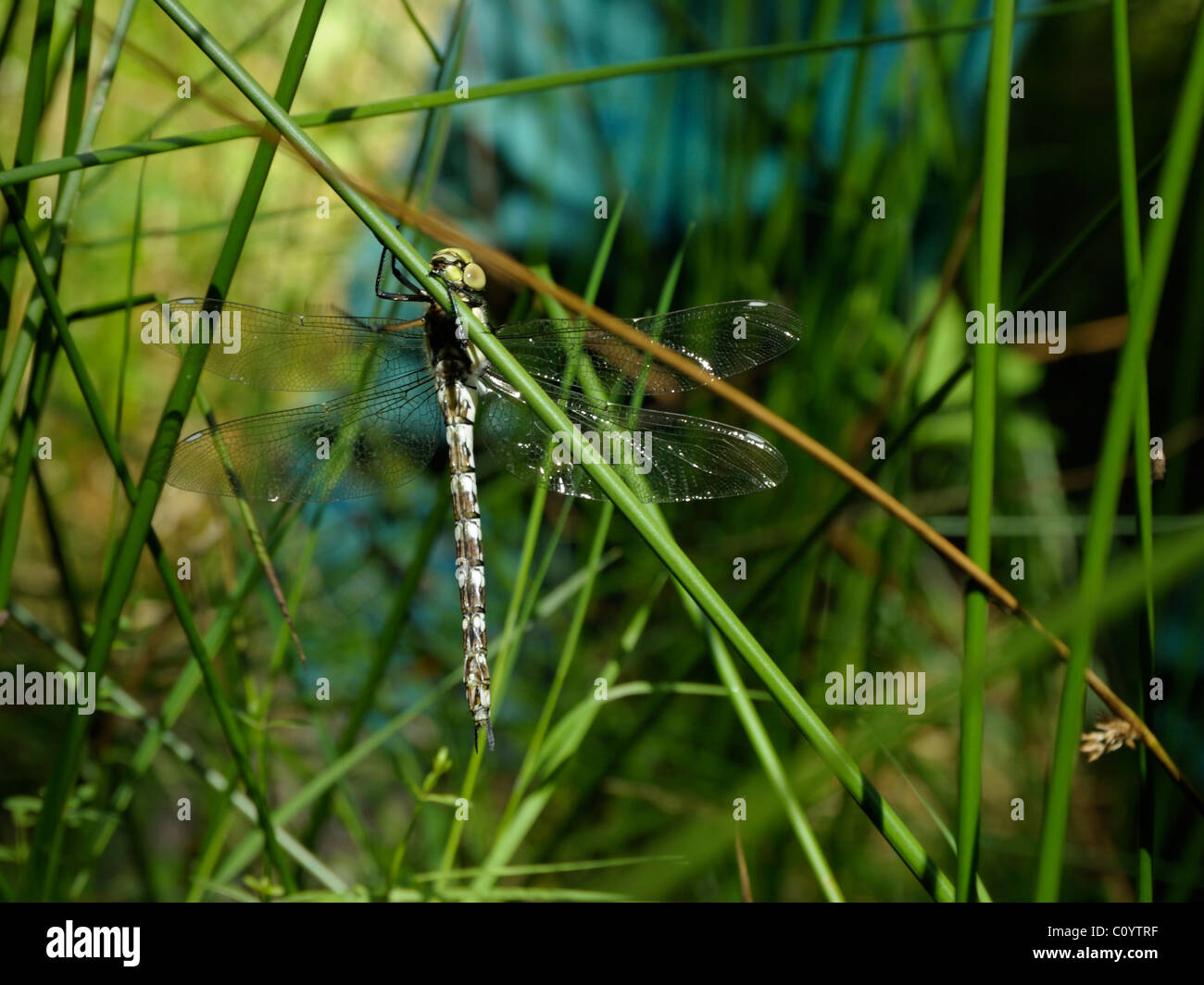 Südlichen Aeshna oder Hawker Libelle, Aeshna cyanea Stockfoto