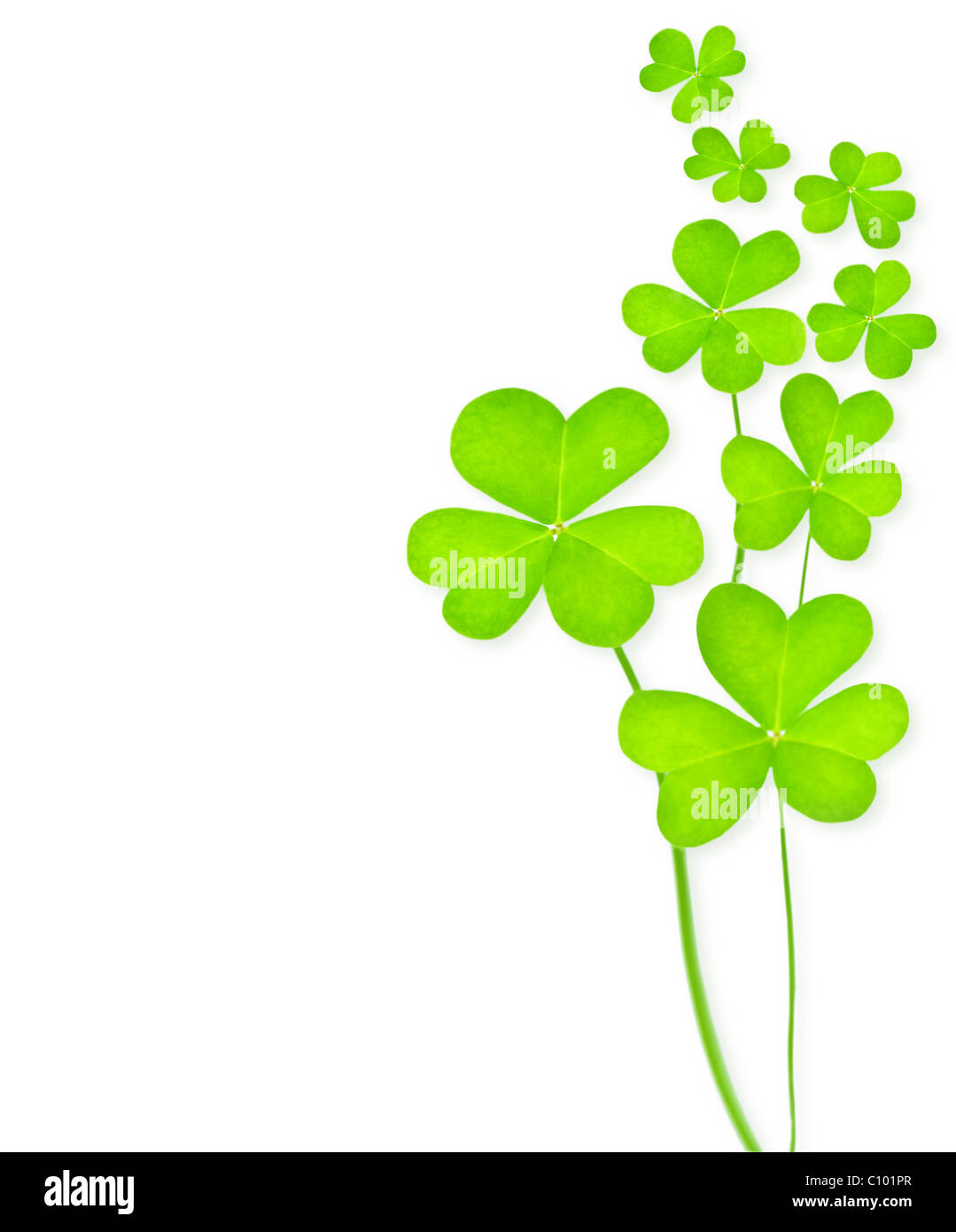Grunen Klee Urlaub Grenze St Patrick S Day Dekor Isoliert Auf Weissem Hintergrund Mit Text Raum Stockfotografie Alamy