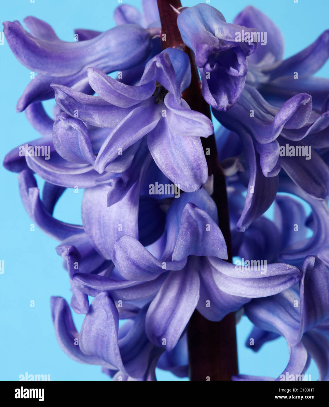 Blaue Hyazinthe (Hyacinthus Orientalis) Blume Stockfoto