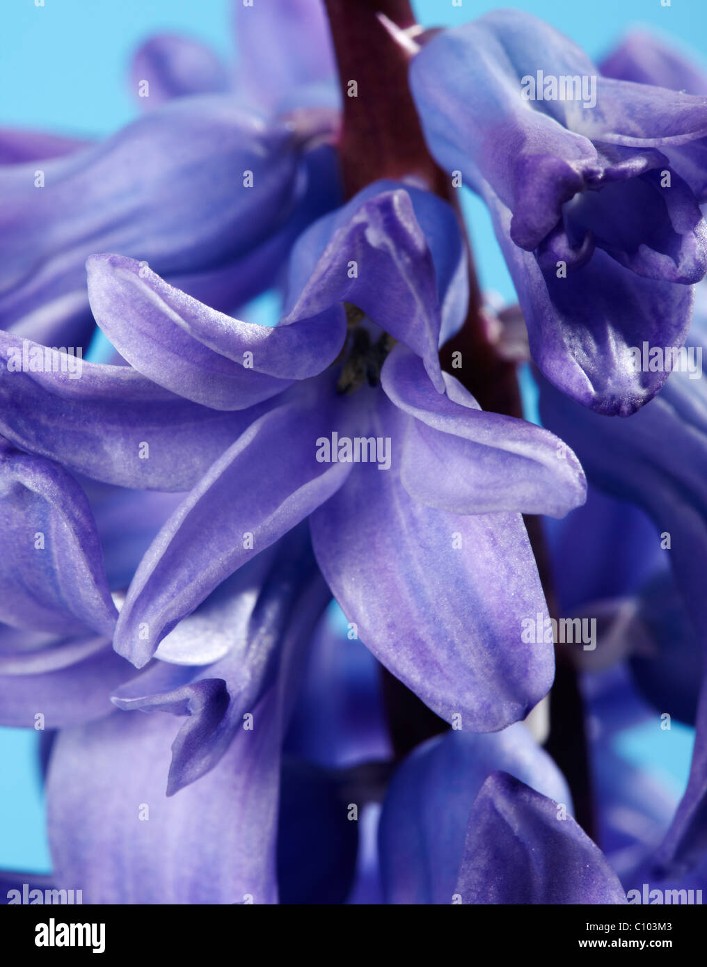 Blaue Hyazinthe (Hyacinthus Orientalis) Blume Stockfoto