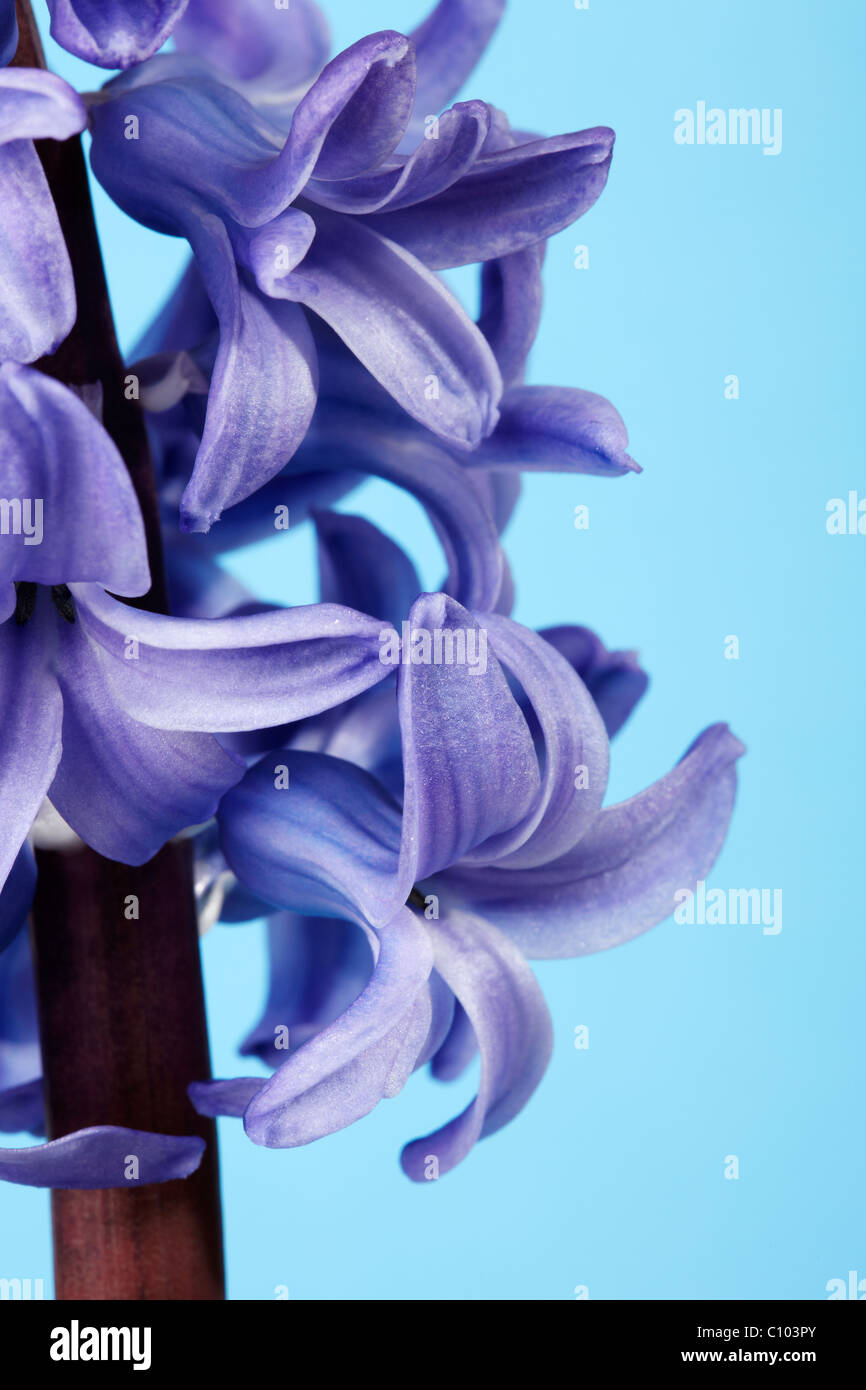 Blaue Hyazinthe (Hyacinthus Orientalis) Blume Stockfoto