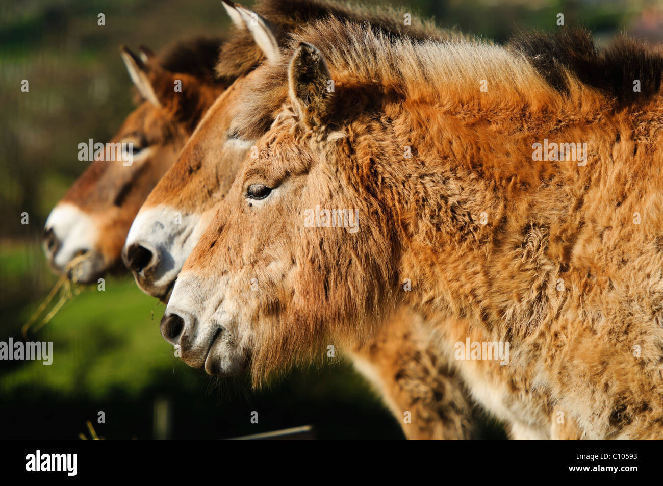 Nahaufnahme von einem Przewalskis Pferd (Equus Ferus Przewalskii) Stockfoto