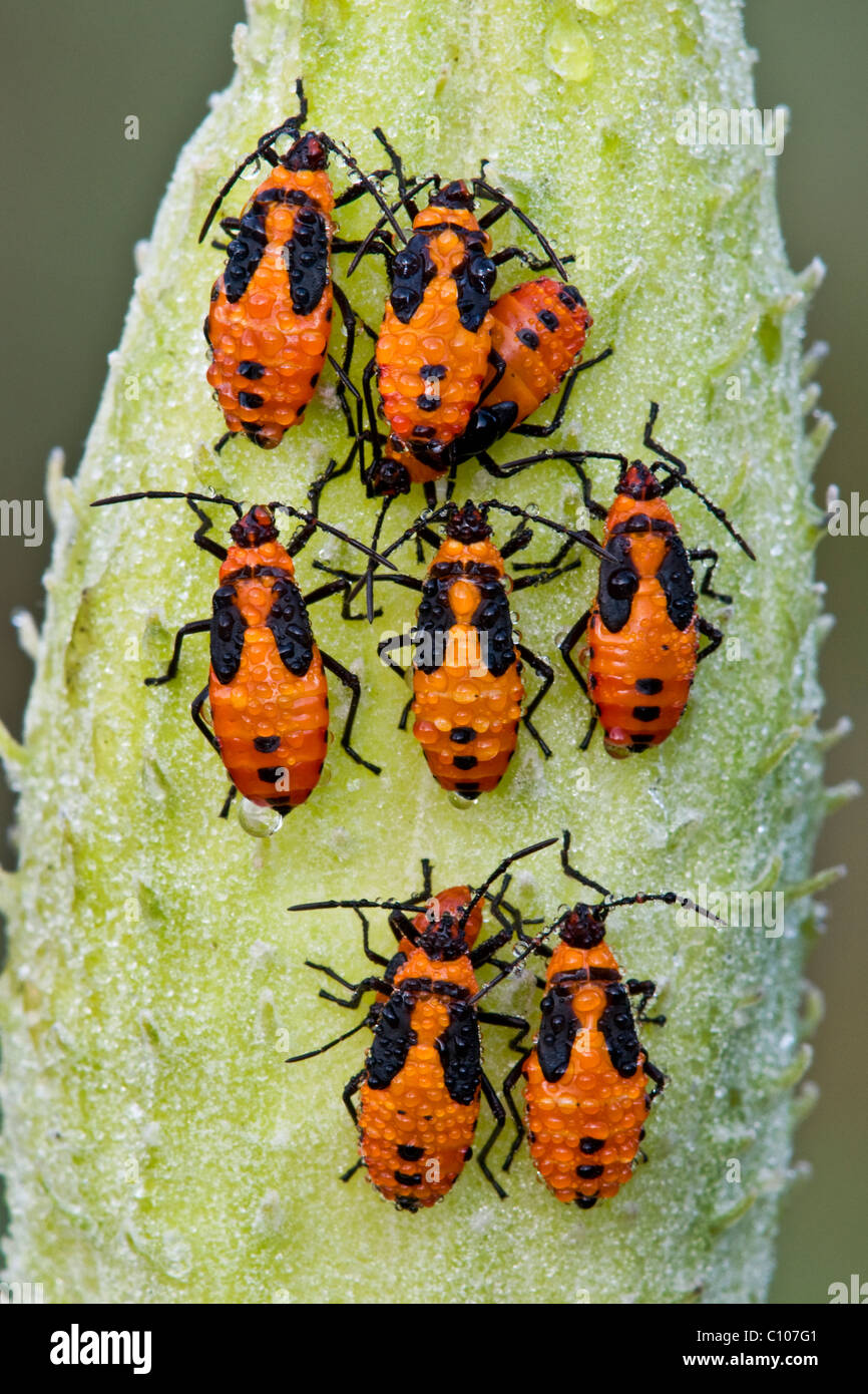 Taufrische große Wolfsmilch Bug Nymphen Oncopeltus Fasciatus auf gemeinsame Milkweed Seed pod Asclepias Syriaca im Osten der USA Stockfoto