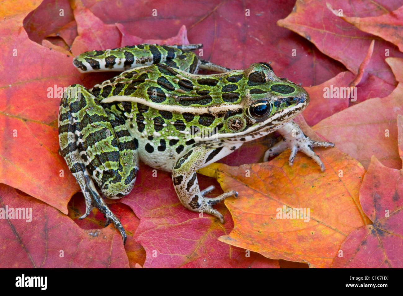 Leopard Frog Rana Pipiens Ahorn Blätter im Osten der USA Stockfoto