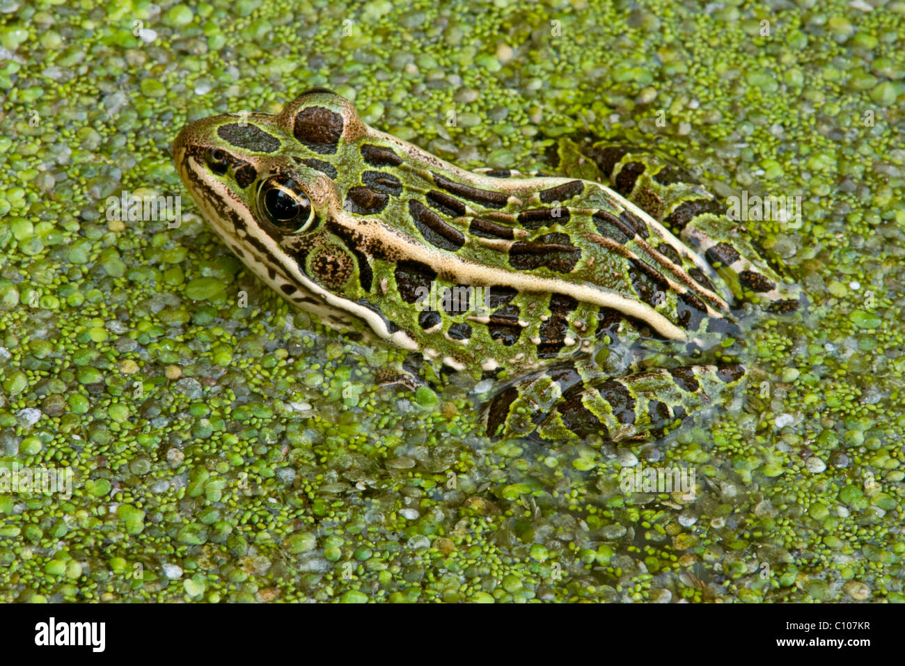 Northern Leopard Frog Rana pipiens in Wasserlinsen Lemna im Osten der USA Stockfoto