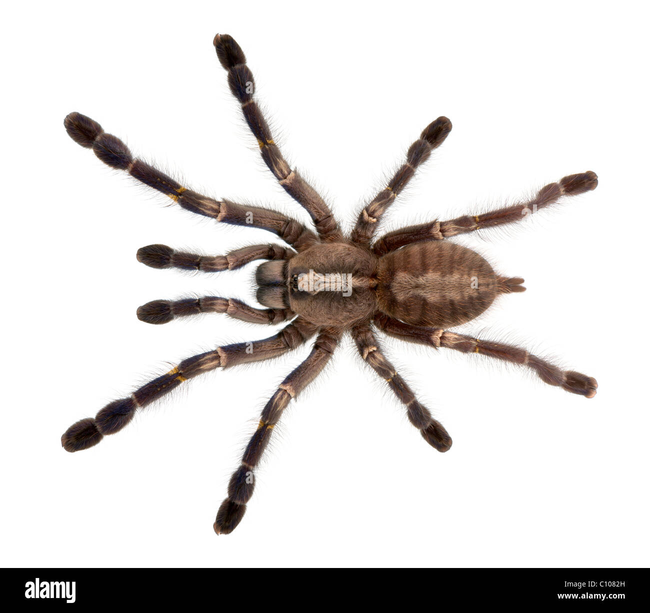 Tarantel, Poecilotheria Metallica, vor weißem Hintergrund Stockfoto