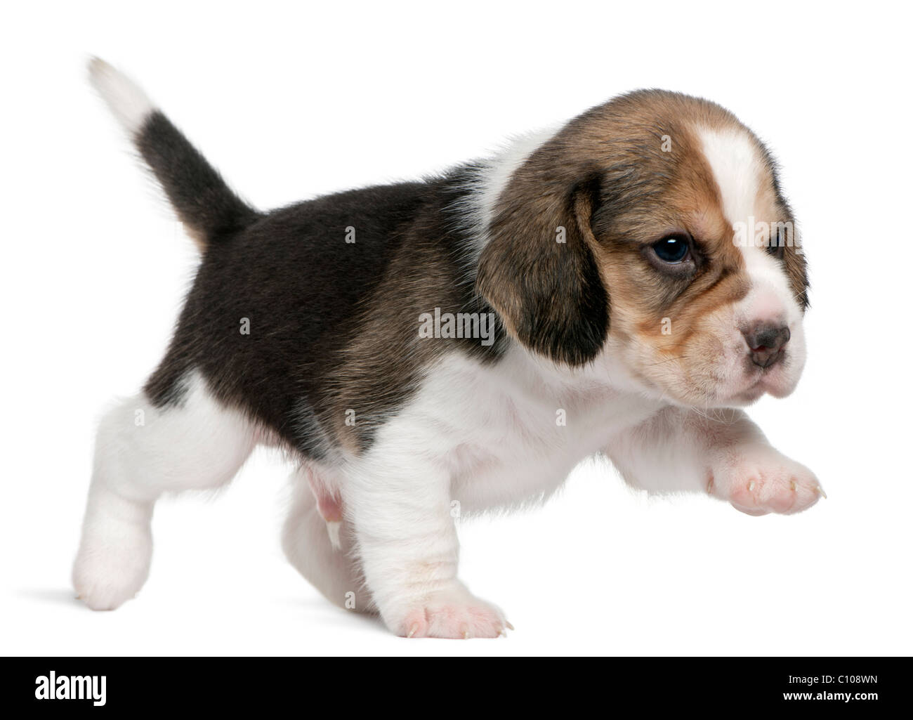 Beagle Welpen, 1 Monat alt, zu Fuß vor weißem Hintergrund Stockfoto