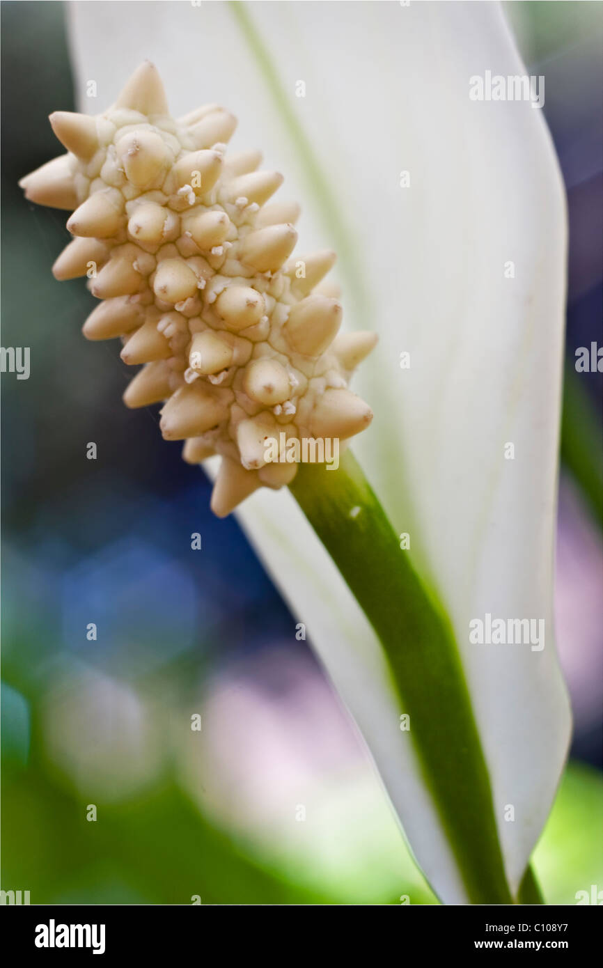 Nahaufnahme einer Lilie Blume Stockfoto